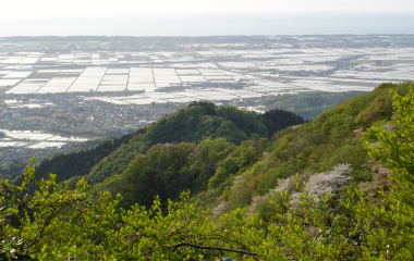 加治川地域の生育マップ