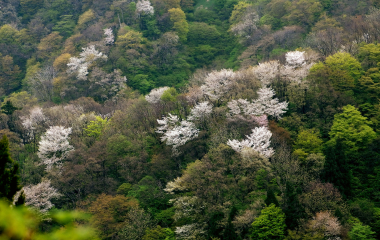 加治川地域の生育マップ